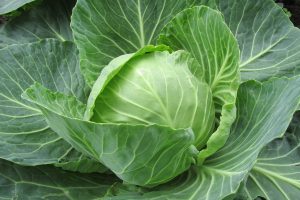 CAVOLO CAPPUCCIO white-cabbage-2705228_1280
